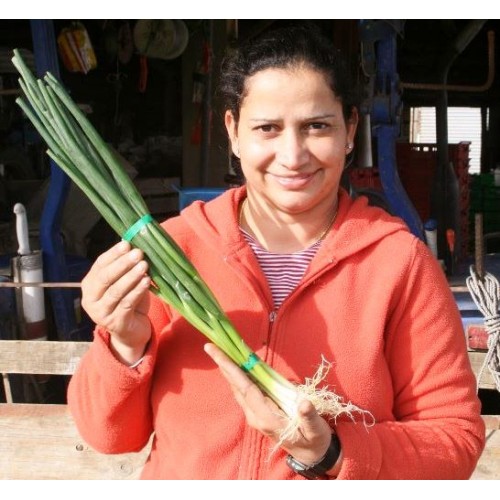 SPRING ONIONS Bunch Of 4 Palmerston North Grown